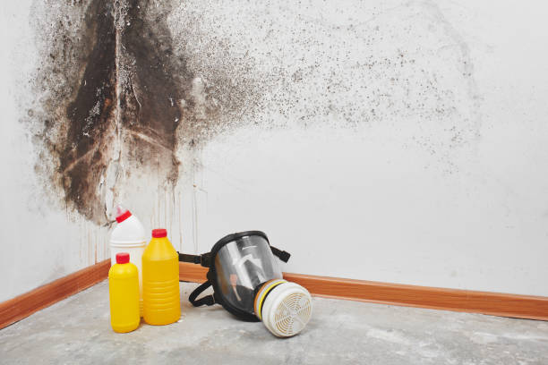 Best Commercial Mold Removal  in Somerset, NJ