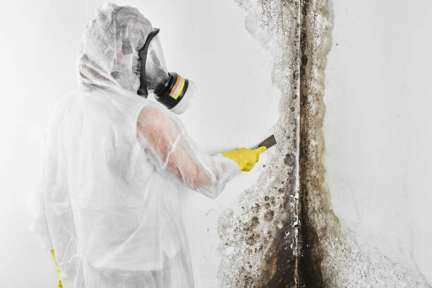 Best Mold Testing and Removal  in Somerset, NJ