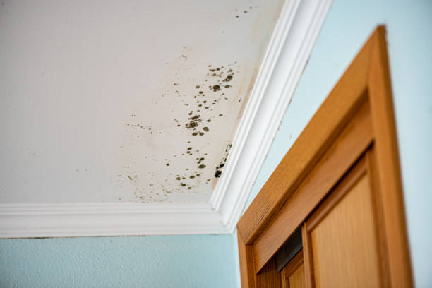 Best Office Mold Removal Services  in Somerset, NJ