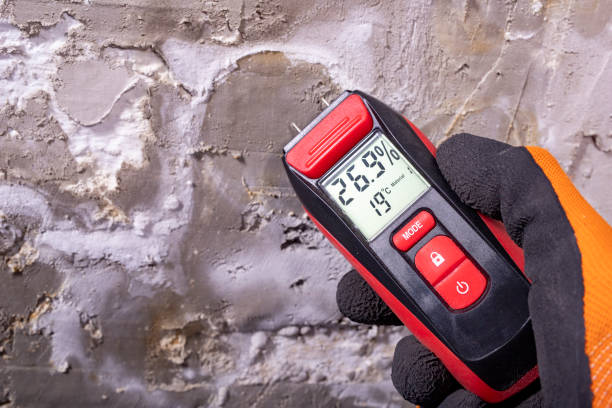 Best Affordable Mold Removal  in Somerset, NJ