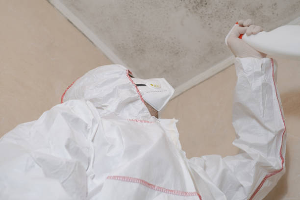 Best Mold Cleaning Services  in Somerset, NJ