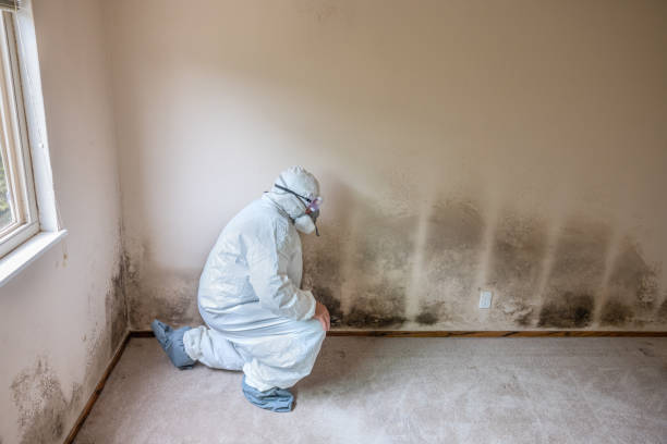 Best Emergency Mold Removal  in Somerset, NJ