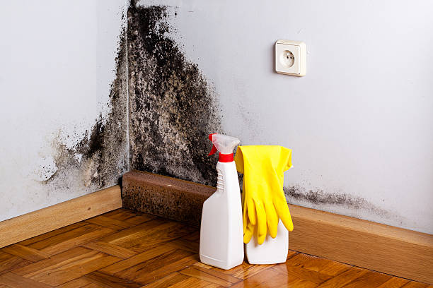 Best Mold Removal Near Me  in Somerset, NJ