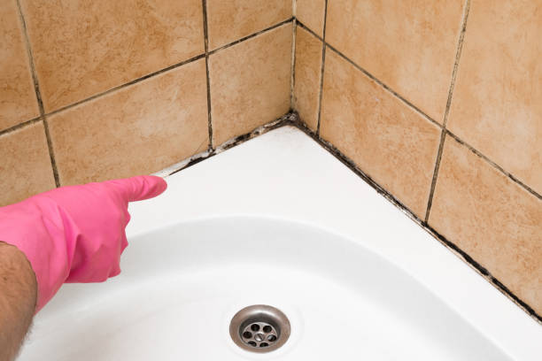 Mold Testing and Removal in Somerset, NJ