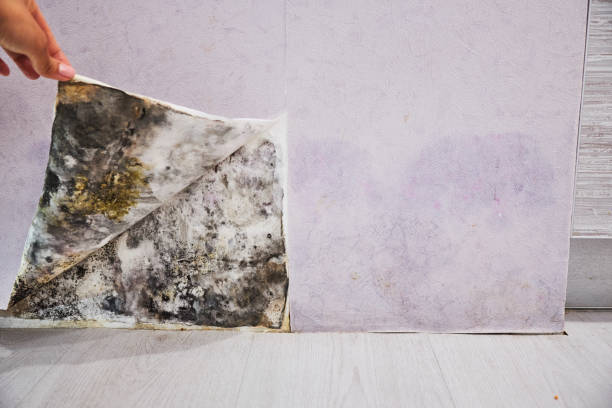 Reliable Somerset, NJ Mold Removal Solutions